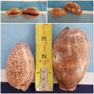 Natural Cowrie Shells 3